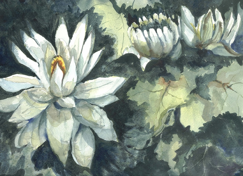 Night Blooming Water Lily